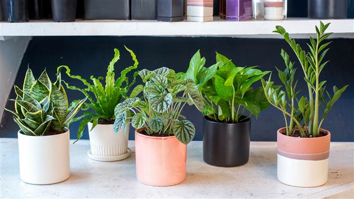 Put These 5 Plants in your Bedroom and You’ll Surely Have Better Sleep