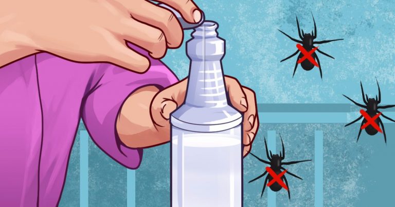 10 WAYS TO RID SPIDERS FOR GOOD WITHOUT ANY CHEMICALS