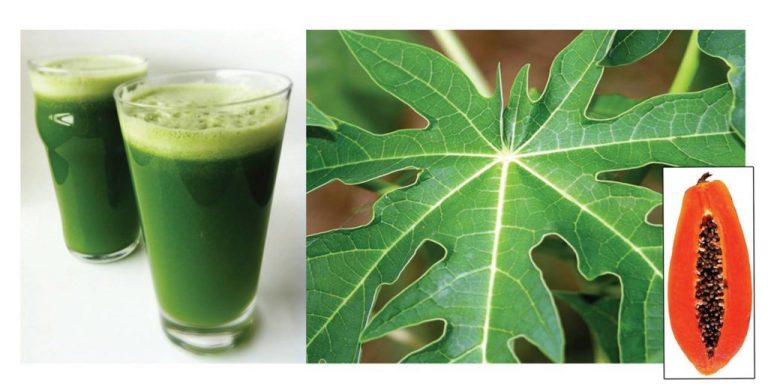 DRINK PAPAYA LEAVES JUICE TO HELP YOU WITH MANY HEALTH PROBLEMS!