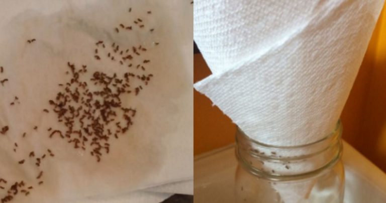 SAY GOODBYE TO FRUIT FLIES AND GNATS FOR GOOD – THE PAPER TOWEL TRICK CHANGES EVERYTHING