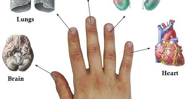 EVERY FINGER IS CONNECTED WITH 2 ORGANS: JAPANESE METHODS FOR CURING IN 5 MINUTES!