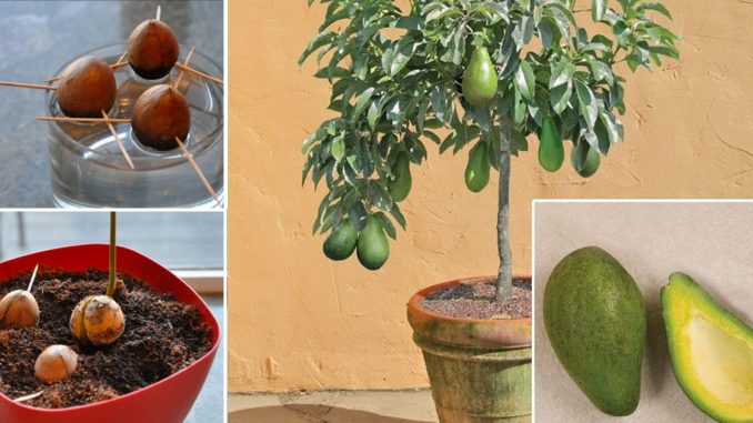 STOP BUYING AVOCADOS. HERE’S HOW YOU CAN GROW AN AVOCADO TREE IN A SMALL POT AT HOME