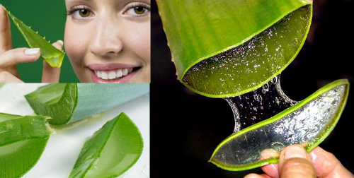 WHAT ALOE VERA DOES IN YOUR BODY: WHY EGYPTIANS CALLED IT THE PLANT OF IMMORTALITY