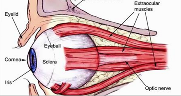 START EATING THESE 12 FOODS EVERY DAY AND WATCH YOUR EYESIGHT IMPROVE