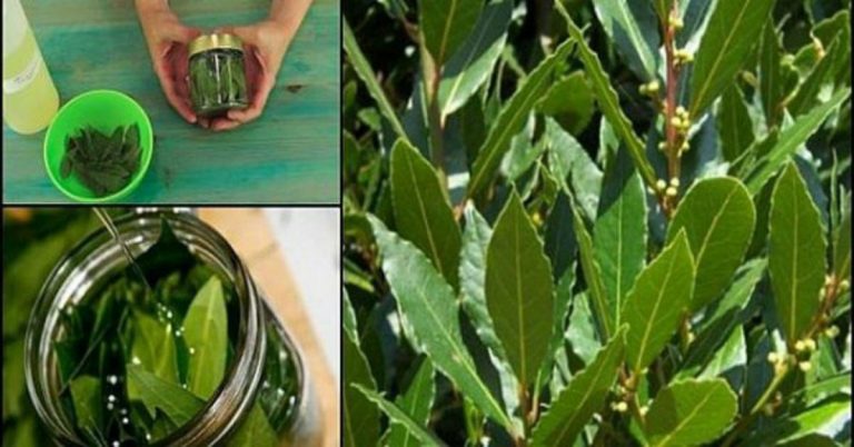 THIS SUPER-HEALTHY LEAF IS ABLE TO REMOVE VARICOSITY IN VEINS, PAIN IN JOINTS, LACK OF MEMORY AND HEADACHES…