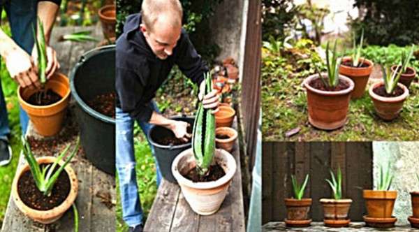 HERE IS HOW TO GROW ALOE VERA PLANT AT HOME AND HOW TO USE IT TO PREVENT AND TREAT VARIOUS DISEASES!