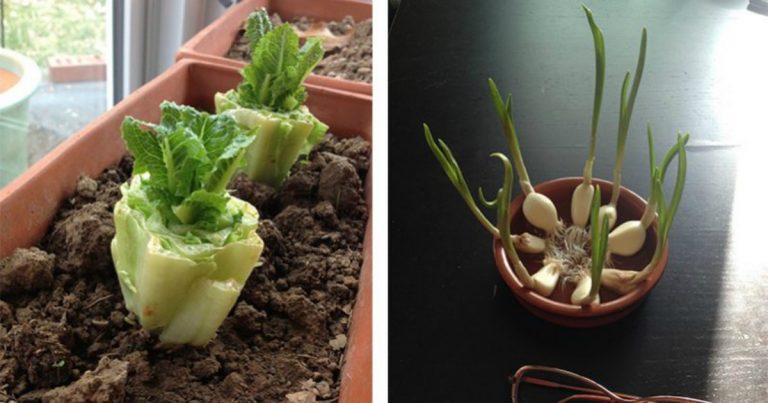 10 VEGETABLES YOU CAN BUY ONCE AND REGROW FOREVER!