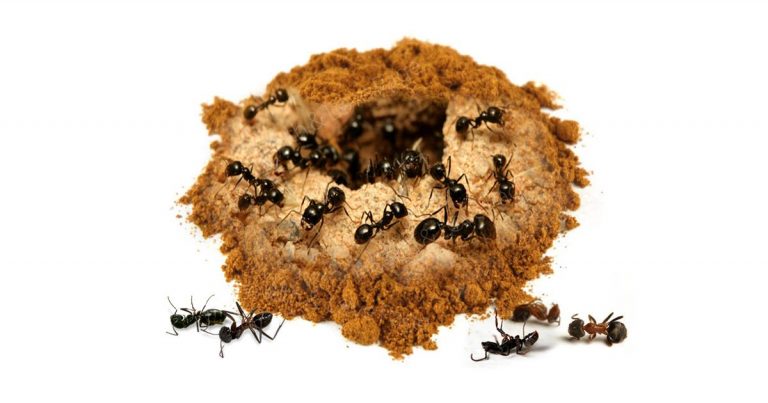 CINNAMON WILL HELP YOU GET RID OF ANTS FOREVER