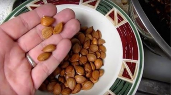 HOW TO EAT APRICOT SEEDS (VITAMIN B17 OR LAETRILE) FOR CANCER TREATMENT AND CURE CHRONIC DISEASES