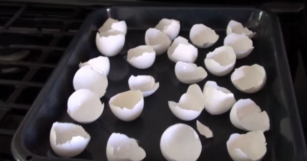 AFTER SEEING THIS, I AM NEVER THROWING MY EGG SHELLS IN THE TRASH AGAIN