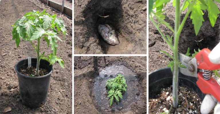 HOW TO PROPERLY PLANT A TOMATO TO GET 5–8FT PLANTS