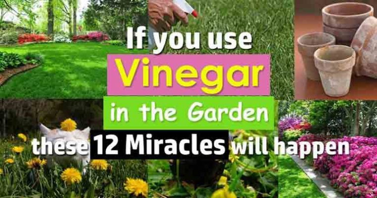 Discover How You Can Use Vinegar in Your Garden