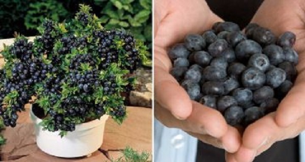 Learn How To Grow Unlimited Amounts Of Blueberries In Your Backyard