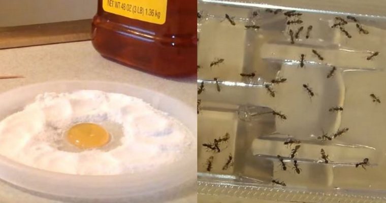 NEVER SEE ANOTHER FLEA, ROACH, ANT, OR PEST AGAIN – CHEAP AND EASY 1 INGREDIENT SOLUTION