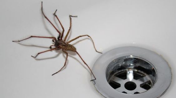 10 Things You Need to do to Never See Another spider in Your Kitchen, Bathroom or Bedroom Again