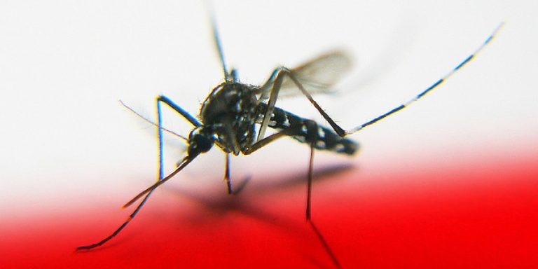 Must-Have Plants That Repel Mosquitoes