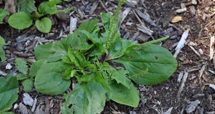 This Little Weed is one of the Most Useful Medicines on the Planet