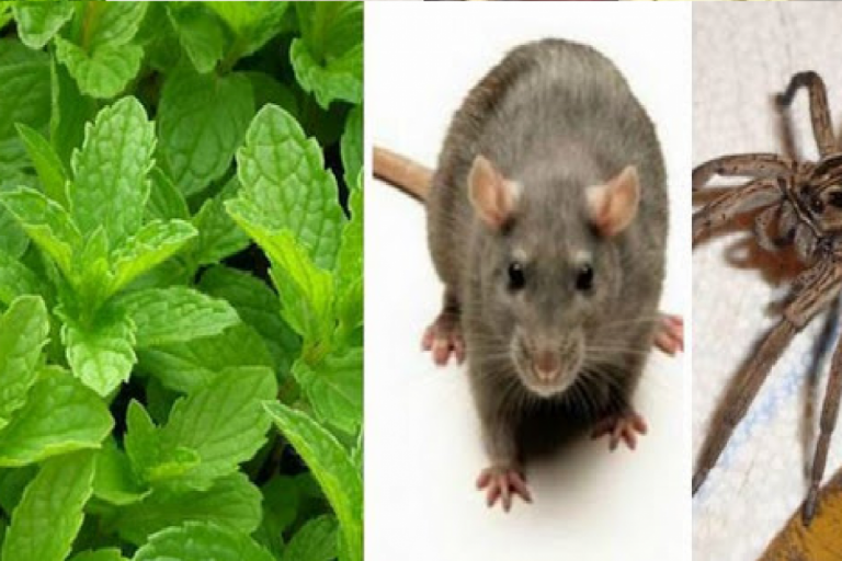 IF YOU HAVE CLEAN MINT (PLANT) IN YOUR HOUSE, YOU WILL NEVER SEE MICE, SPIDERS AND OTHER INSECTS AGAIN!