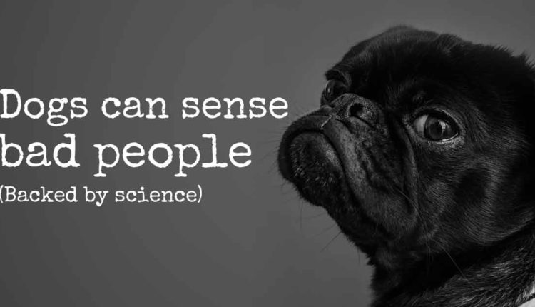 Scientists Confirm That Dogs Can Really Sense ‘Bad People’